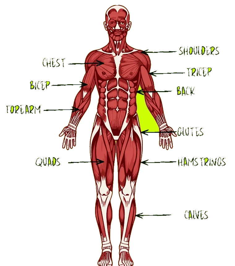 Front view of the muscular system labelled: shoulders, chest, bicep, tricep, back, forearm, glutes, quads, hamstrings, calves
